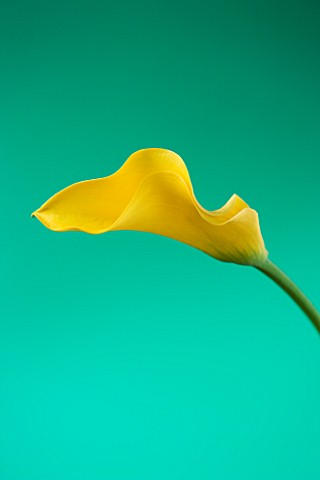 CLOSE_UP_IMAGE_OF_THE_FLOWERS_OF_A_YELLOW_ARUM_LILY_AGAINST_A_GREEN_BACKGROUND