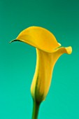 CLOSE UP IMAGE OF THE FLOWERS OF A YELLOW ARUM LILY AGAINST A GREEN BACKGROUND