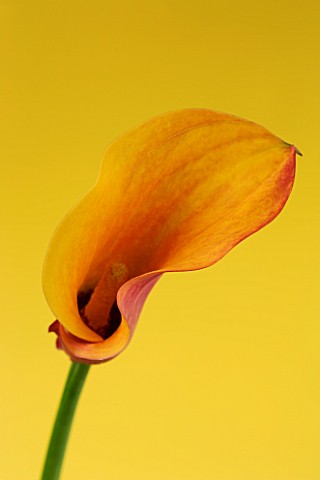 CLOSE_UP_IMAGE_OF_THE_FLOWER_OF_AN_ORANGE_ARUM_LILY_CALLA_LILY__AGAINST_A_YELLOW_BACKGROUND