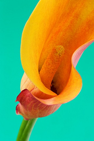 CLOSE_UP_IMAGE_OF_THE_FLOWER_OF_AN_ORANGE_ARUM_LILY_CALLA_LILY__AGAINST_A_GREEN_BACKGROUND_F32__10_S
