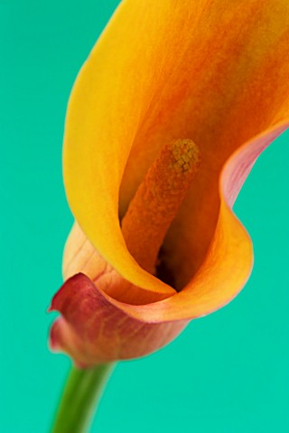 CLOSE_UP_IMAGE_OF_THE_FLOWER_OF_AN_ORANGE_ARUM_LILY_CALLA_LILY__AGAINST_A_GREEN_BACKGROUND_F14__2_SE