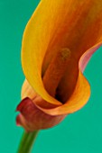 CLOSE UP IMAGE OF THE FLOWER OF AN ORANGE ARUM LILY (CALLA LILY)  AGAINST A GREEN BACKGROUND. F318    3.2 SECS