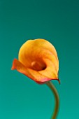 CLOSE UP IMAGE OF THE FLOWER OF AN ORANGE ARUM LILY (CALLA LILY)  AGAINST A GREEN BACKGROUND. F5.6    0.3 SECS