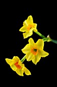 CLOSE UP IMAGE OF THE FLOWERS OF A YELLOW DAFODIL (NARCISSUS)  AGAINST A BLACK BACKGROUND