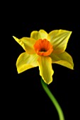 CLOSE UP IMAGE OF THE FLOWER OF A YELLOW DAFODIL (NARCISSUS)  AGAINST A BLACK BACKGROUND