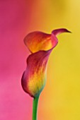 ORANGE AND YELLOW CALLA LILY AGAINST PINK AND YELLOW BACKGROUND
