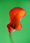 AN ORANGE CALLA LILY AGAINST GREEN BACKGROUND