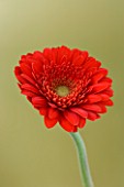 RED GERBERA AGAINST GOLD BACKGROUND