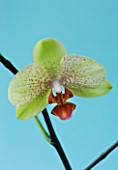 A PALE GREEN PHALAEONOPSIS ORCHID AGAINST A BLUE BACKGROUND