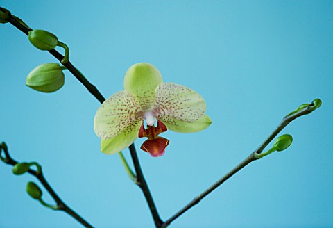 A_PALE_GREEN_PHALAEONOPSIS_ORCHID_AGAINST_A_BLUE_BACKGROUND