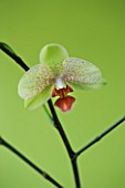 A PALE GREEN PHALAEONOPSIS ORCHID AGAINST A GREEN BACKGROUND