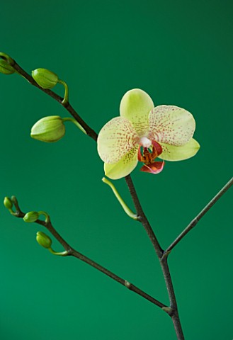A_PALE_GREEN_PHALAEONOPSIS_ORCHID_AGAINST_A_GREEN_BACKGROUND