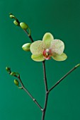 A PALE GREEN PHALAEONOPSIS ORCHID AGAINST A GREEN BACKGROUND