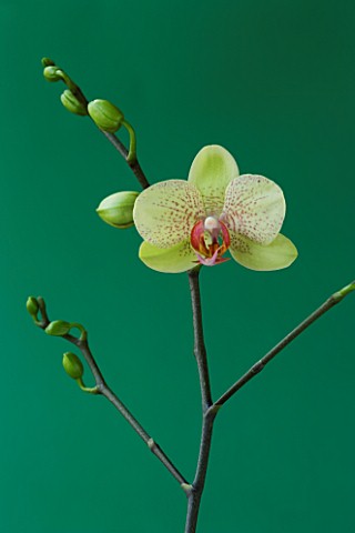 A_PALE_GREEN_PHALAEONOPSIS_ORCHID_AGAINST_A_GREEN_BACKGROUND