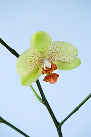 A_PALE_GREEN_PHALAEONOPSIS_ORCHID_AGAINST_A_PALE_BLUE_BACKGROUND