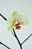 A PALE GREEN PHALAEONOPSIS ORCHID AGAINST A WHITE BACKGROUND