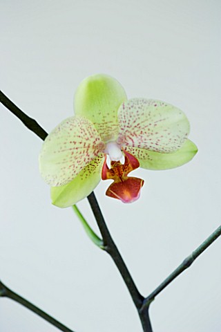 A_PALE_GREEN_PHALAEONOPSIS_ORCHID_AGAINST_A_WHITE_BACKGROUND