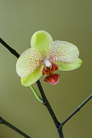 A_PALE_GREEN_PHALAEONOPSIS_ORCHID_AGAINST_A_GOLD_BACKGROUND