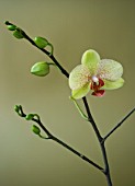 A PALE GREEN PHALAEONOPSIS ORCHID AGAINST A GOLD BACKGROUND