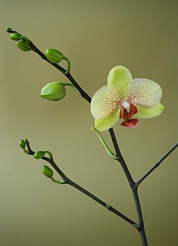A_PALE_GREEN_PHALAEONOPSIS_ORCHID_AGAINST_A_GOLD_BACKGROUND