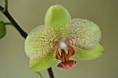 A PALE GREEN PHALAEONOPSIS ORCHID AGAINST A GOLD BACKGROUND