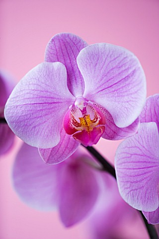 A_PINK_PHALAEONOPSIS_ORCHID_AGAINST_A_PINK_BACKGROUND