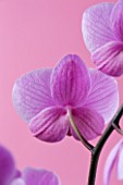 VIEW OF THE BACK SIDE OF A PINK PHALAEONOPSIS ORCHID AGAINST A PINK BACKGROUND