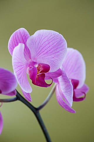 A_PINK_PHALAEONOPSIS_ORCHID__AGAINST_A_GOLD_BACKGROUND