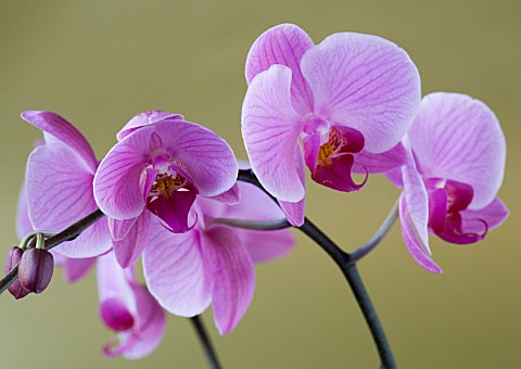 A_PINK_PHALAEONOPSIS_ORCHID__AGAINST_A_GOLD_BACKGROUND