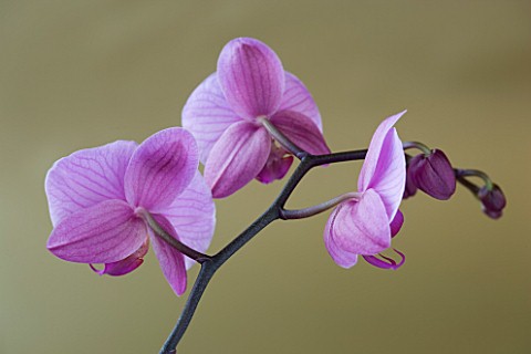VIEW_OF_THE_BACK_SIDE_OF_A_PINK_PHALAEONOPSIS_ORCHID_AGAINST_A_GOLD_BACKGROUND