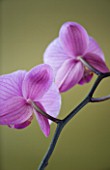 VIEW OF THE BACK SIDE OF A PINK PHALAEONOPSIS ORCHID AGAINST A GOLD BACKGROUND