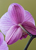 VIEW OF THE BACK SIDE OF A PINK PHALAEONOPSIS ORCHID AGAINST A GOLD BACKGROUND