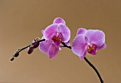 A PINK PHALAEONOPSIS ORCHID AGAINST A BROWN BACKGROUND