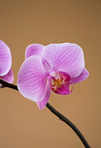 A_PINK_PHALAEONOPSIS_ORCHID_AGAINST_A_BROWN_BACKGROUND