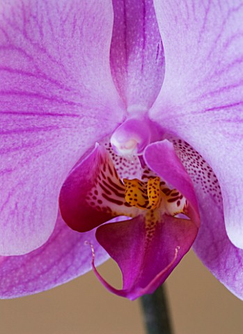 A_PINK_PHALAEONOPSIS_ORCHID_AGAINST_A_BROWN_BACKGROUND