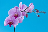 A PINK PHALAEONOPSIS ORCHID AGAINST A BLUE BACKGROUND