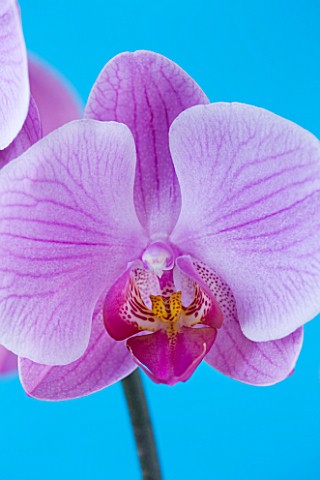 A_PINK_PHALAEONOPSIS_ORCHID_AGAINST_A_BLUE_BACKGROUND