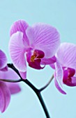 A PINK PHALAEONOPSIS ORCHID AGAINST A LIGHT BLUE BACKGROUND