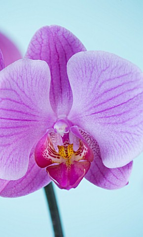 A_PINK_PHALAEONOPSIS_ORCHID_AGAINST_A_LIGHT_BLUE_BACKGROUND