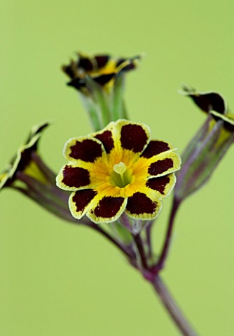 FLOWERS_OF_PRIMULA_GOLD_LACED_GROUP_AGAINST_A_LIGHT_LIME_GREEN_BACKGROUND
