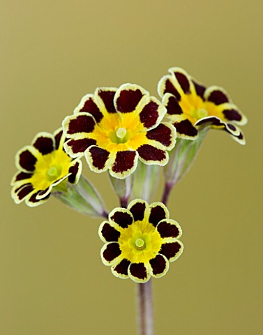FLOWERS_OF_PRIMULA_GOLD_LACED_GROUP_AGAINST_A_GOLD_BACKGROUND
