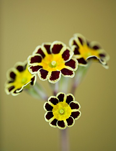 FLOWERS_OF_PRIMULA_GOLD_LACED_GROUP_AGAINST_A_GOLD_BACKGROUND