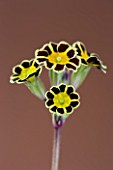 FLOWERS OF PRIMULA GOLD LACED GROUP AGAINST A BROWN BACKGROUND