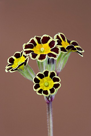 FLOWERS_OF_PRIMULA_GOLD_LACED_GROUP_AGAINST_A_BROWN_BACKGROUND