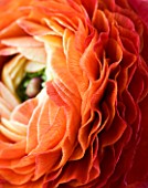 ABSTRACT IMAGE OF RICH ORANGE RED RANUNCULUS