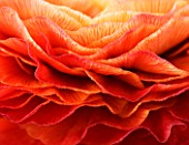 ABSTRACT IMAGE OF THE PETALS OF A  RICH ORANGE RED RANUNCULUS