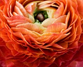 ABSTRACT IMAGE OF THE CENTRE OF A  RICH ORANGE RED RANUNCULUS