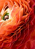 ABSTRACT IMAGE OF A RICH ORANGE RED RANUNCULUS