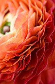 ABSTRACT IMAGE OF A RICH ORANGE RED RANUNCULUS