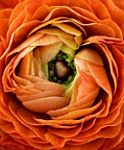 CLOSE UP OF THE CENTRE OF A RICH ORANGE RED RANUNCULUS